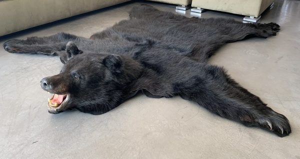 New rugmount of a black bear with a stuffed head