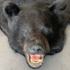 New rugmount of a black bear with a stuffed head