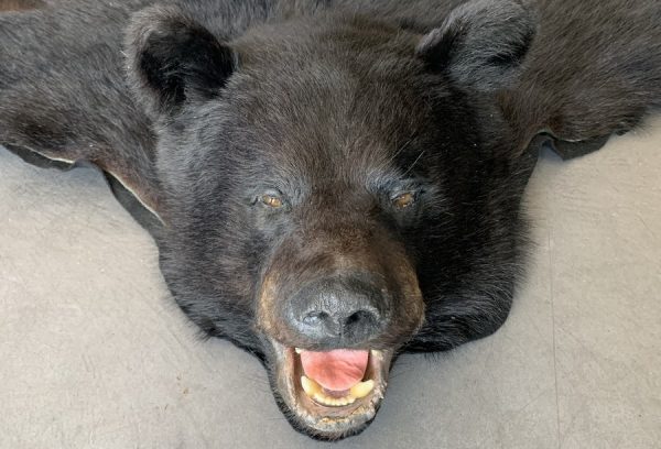 Neues Fell eines schwarzen Bären mit preparierter Kopf