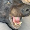 New rugmount of a black bear with a stuffed head