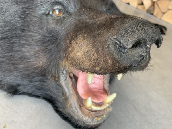 New rugmount of a black bear with a stuffed head