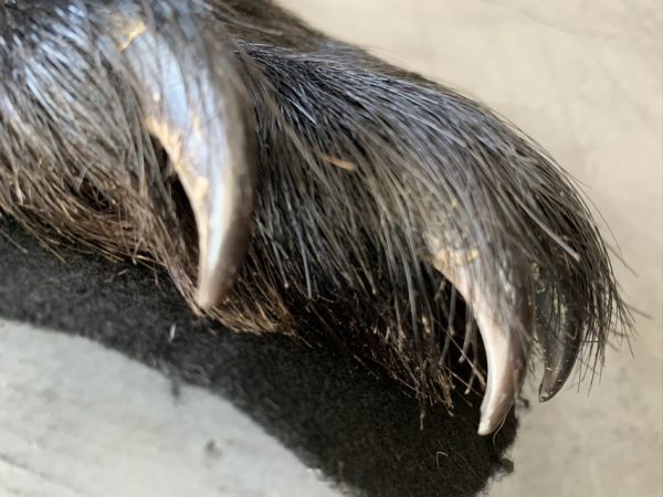 New rugmount of a black bear with a stuffed head