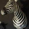 New shoulder mount of a zebra