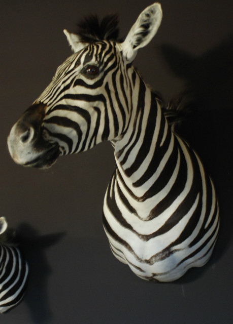 New shoulder mount of a zebra