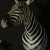 Nieuwe shouldermount van een zebra.