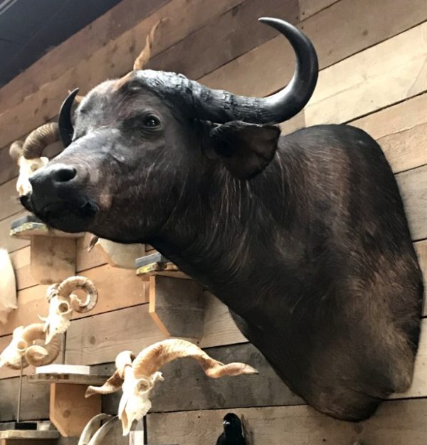 New stuffed head of a cape buffalo