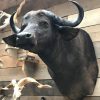 New stuffed head of a cape buffalo