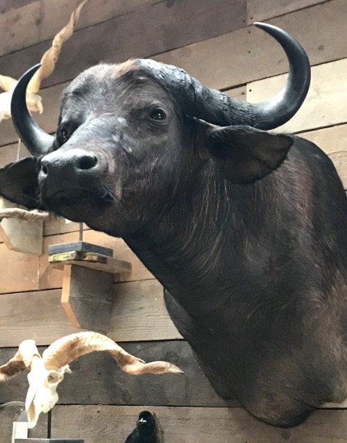 Neuer ausgestopfter Kopf eines Cafferbüffel