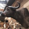 New stuffed head of a cape buffalo