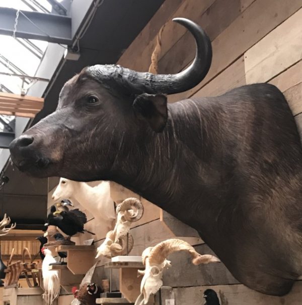 New stuffed head of a cape buffalo