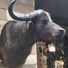 New stuffed head of a cape buffalo