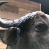 New stuffed head of a cape buffalo