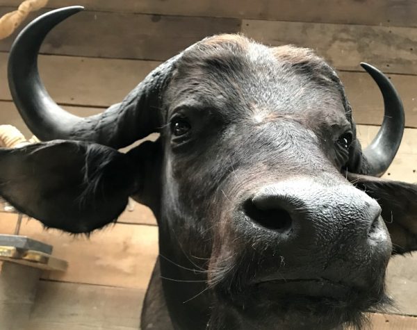 New stuffed head of a cape buffalo