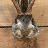 New stuffed head of a hare with antler wolpertinger