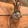 New stuffed head of a hare with antler wolpertinger