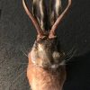 Neuer ausgestopfter Hasenkopf mit Geweih (Wolpertinger)