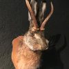 Nieuwe opgezette kop van een haas met gewei (wolpertinger)