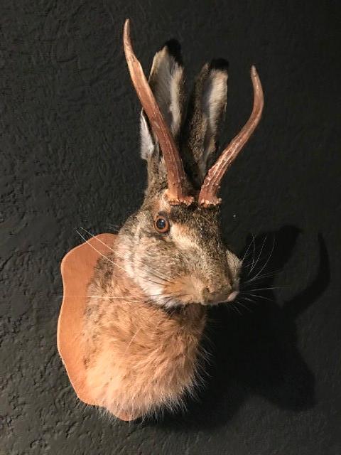 Nieuwe opgezette kop van een haas met gewei (wolpertinger)