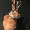 Neuer ausgestopfter Hasenkopf mit Geweih (Wolpertinger)