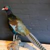 Stylish taxidermy crown crane.