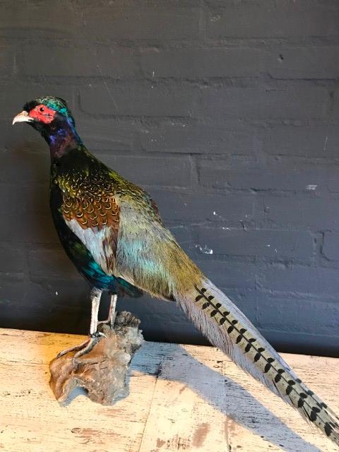 New stuffed Tenebrosus pheasant