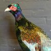 New stuffed Tenebrosus pheasant