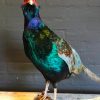 New stuffed Tenebrosus pheasant