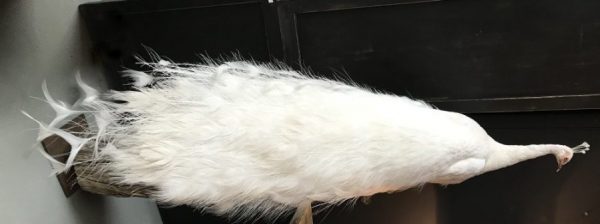 New stuffed white peacock