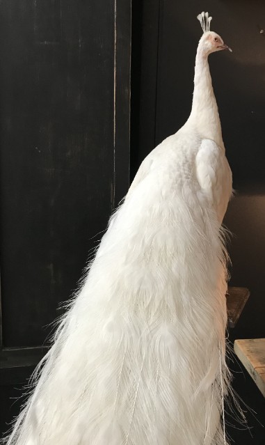 New stuffed white peacock