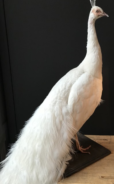 Nieuwe opgezette witte pauw