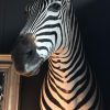 New taxidermy head of a zebra.