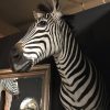 New taxidermy head of a zebra.