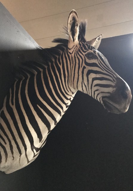 New taxidermy head of a zebra.