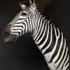New taxidermy head of a zebra.