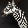 New taxidermy head of a  zebra.