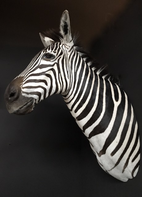 New taxidermy head of a  zebra.