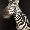New taxidermy head of a  zebra.