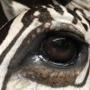 New taxidermy head of a  zebra.