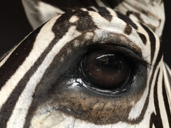 New taxidermy head of a  zebra.