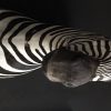 New taxidermy head of a  zebra.