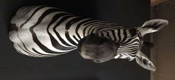 Neue ausgestopfte Kopf eines Zebra