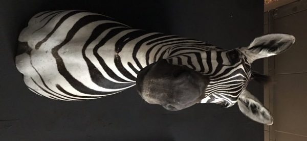 New taxidermy head of a  zebra.