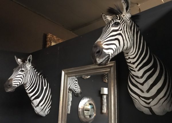 Nieuwe opgezette kop van een zebra