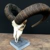 Antique skull of an ibex