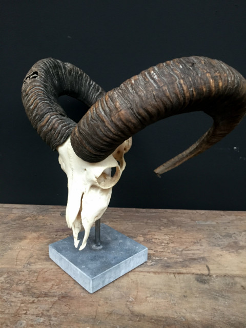 Nice decoration piece, a large mouflon skull on a stone base