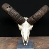 Nice decoration piece, a large mouflon skull on a stone base