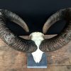 Nice decoration piece, a large mouflon skull on a stone base