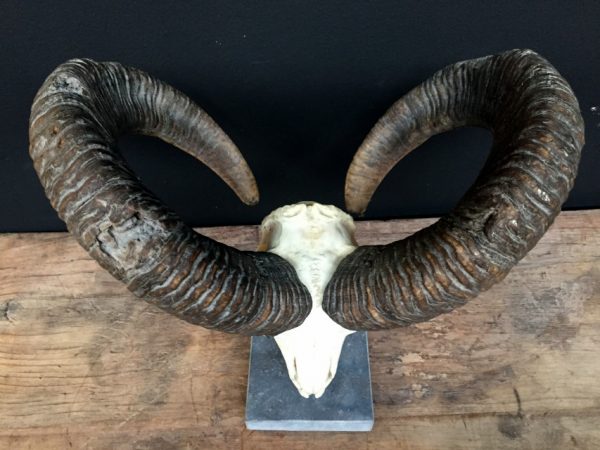 Nice decoration piece, a large mouflon skull on a stone base