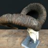 Nice decoration piece, a large mouflon skull on a stone base