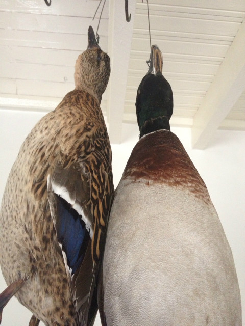 Nice pair of wild ducks. Made as stillife